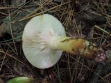 Lactarius aspideoides image