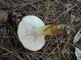 Lactarius aspideoides image