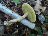 Suillus acidus image