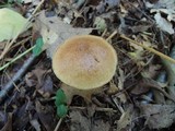 Suillus acidus image