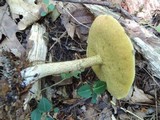 Suillus acidus image