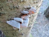 Auricularia americana image