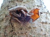 Auricularia americana image