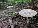 Chlorophyllum olivieri image