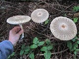 Chlorophyllum olivieri image