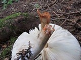Chlorophyllum olivieri image