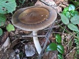 Amanita pachycolea image