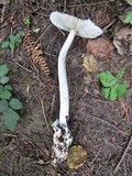 Amanita pachycolea image