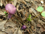 Cortinarius magellanicus image