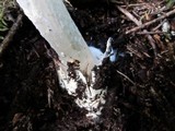 Amanita pachycolea image