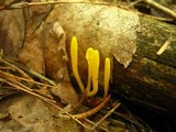 Clavulinopsis laeticolor image