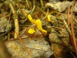 Clavulinopsis laeticolor image