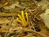 Clavulinopsis laeticolor image