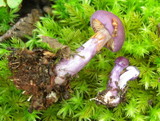 Cortinarius magellanicus image