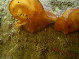 Auricularia americana image