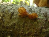 Auricularia americana image