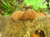 Auricularia americana image