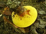 Suillus grevillei image