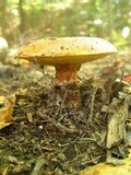 Suillus grevillei image