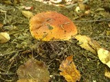 Suillus grevillei image