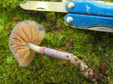 Cortinarius magellanicus image