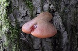 Fistulina hepatica image