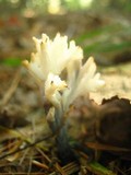 Clavulina coralloides image