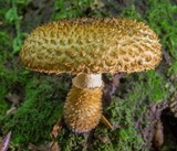 Leucopholiota decorosa image