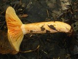 Lactarius thyinos image