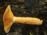 Lactarius thyinos image