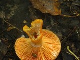 Lactarius thyinos image