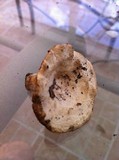 Lactarius luteolus image