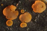 Orbilia delicatula image