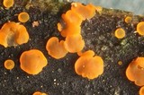 Orbilia delicatula image