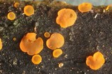 Orbilia delicatula image
