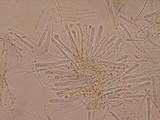 Orbilia delicatula image