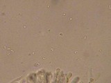 Orbilia delicatula image