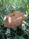 Russula xerampelina image