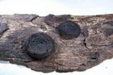 Biscogniauxia marginata image