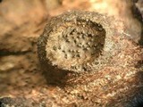 Biscogniauxia marginata image
