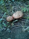 Suillus lakei image