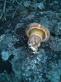 Suillus lakei image