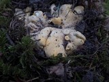 Cantharellus formosus image