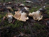 Cantharellus formosus image