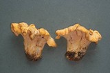 Cantharellus formosus image