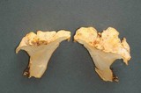 Cantharellus formosus image