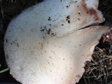 Volvariella bombycina image