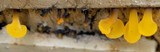 Dacryopinax spathularia image