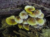 Mycena inclinata image