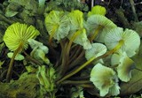 Mycena inclinata image